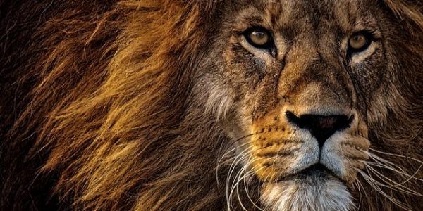 Africa technology fintech finance markets Cellulant Nigeria Kenya Nala Tanzania Zambia Inclusive stokfella Tshepo Moloi iRise Branch