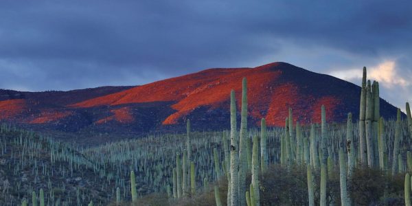 Mexico establishes Fintech law