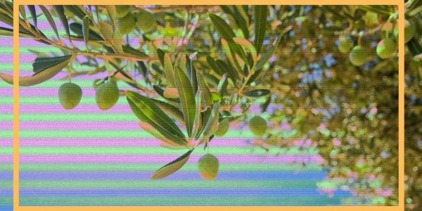 oliveoil