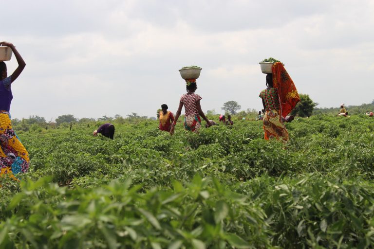 How Data and Technology Can Unlock the Next Wave of Agricultural Finance in Africa